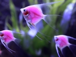 Pink fish