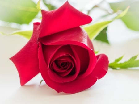 Rose - white, red, green, valentine, trandafir, rose, card, flower