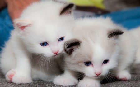 Kittens - white, couple, cat, animal, sweet, cute, pisica, kitten