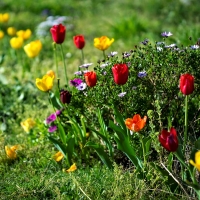 Pretty Tulips