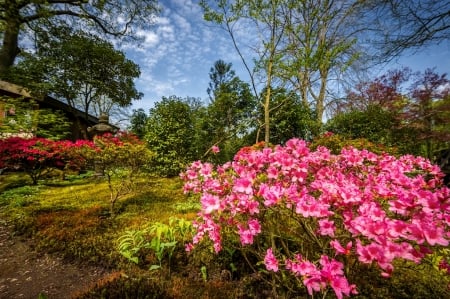 Rhododendron in the Park - Rhododendron, Park, Nature, Flowers