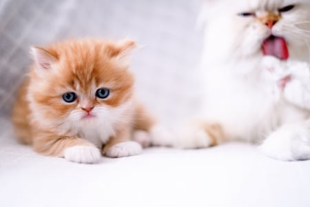 áƒ¦â¤áƒ¦ - cat, animal, cute, kitten