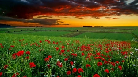 Colorful Sunset - sky, blossoms, clouds, summer, field, poppies