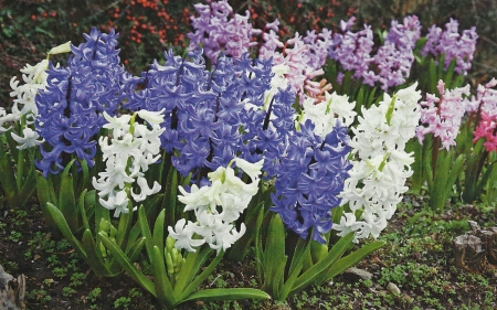 Hyacinth Blooms  - love, wide screen, beauty, photography, floral, beautiful, romance, photo, flower, hyacinth