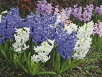 Hyacinth Blooms 