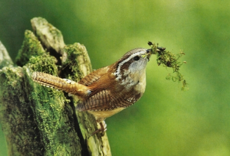 Carolina Wren  - wildlife, wide screen, carolina wren, photography, bird, avian, beautiful, animal, wren, photo