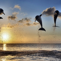 Dolphins Leaping in the Sunset F1