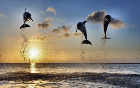 Dolphins Leaping in the Sunset F1 - wildlife, dolphins, wide screen, leaping, animal, beautiful, photo, jumping, photography