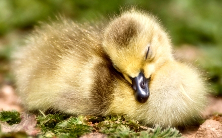 Sleeping Duckling F - bird, avian, beautiful, photography, photo, wide screen, duckling, animal, wildlife