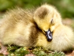 Sleeping Duckling F