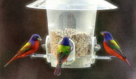 Painted Buntings - wildlife, wide screen, painted buntings, animal, bird, beautiful, photo, avian, photography