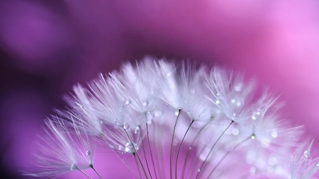 Delicate - fluffy, flowers, Firefox Persona theme, blossoms, delicate, soft, puffy