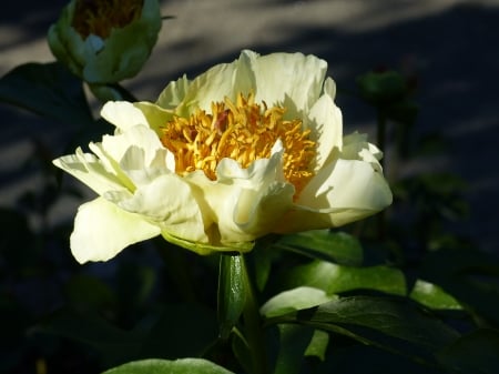 Peony - white, park, green, peony, summer, flower