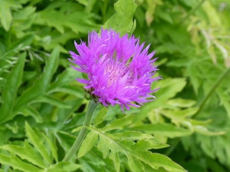 Summer Flower - summer, garden, green, colors, flower