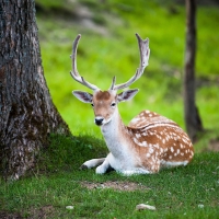 Deer