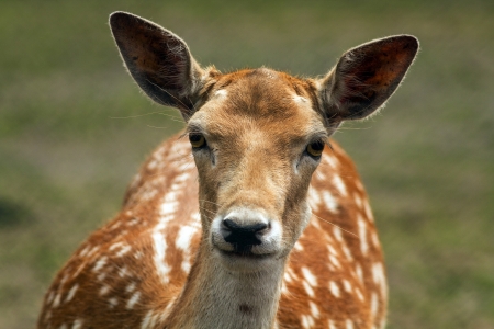 Deer - cute, caprioara, animal, deer