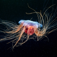 Jellyfish