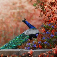 Peacock