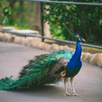 Peacock