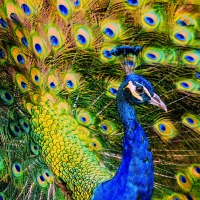 Peacock