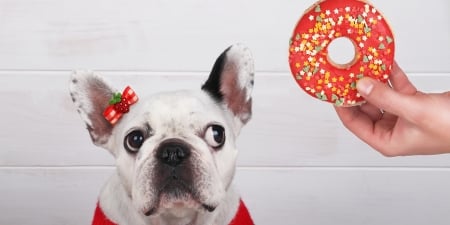 Christmas treat - face, red, funny, animal, caine, craciun, christmas, white, donut, hand, dog