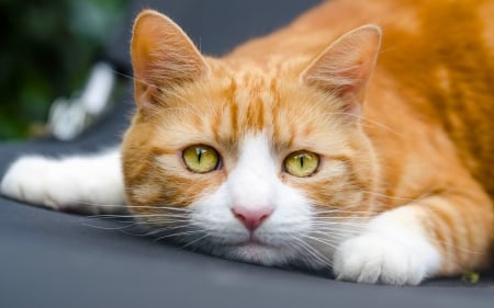 Cat - yellow eyes, white, animal, pisica, paw, orange, cat