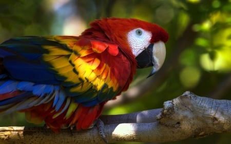 Macaw - bird, Macaw, animal, wild