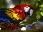 Macaw