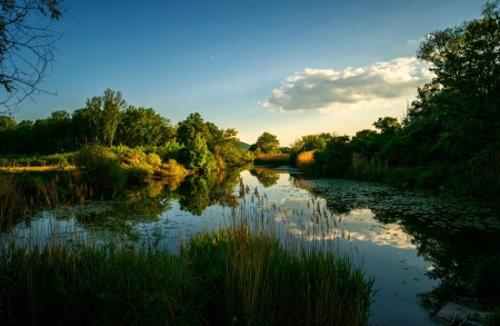 Forest River - nature, forest, reflection, river