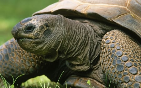 tortoise - face, shell, tortoise, animal