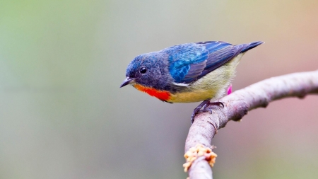 western bluebird