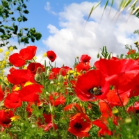 Poppy field