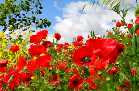 Poppy field - freshness, summer, field, pretty, macro, beautiful, flowers, grass, poppy