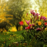 Magnolias and Tulips