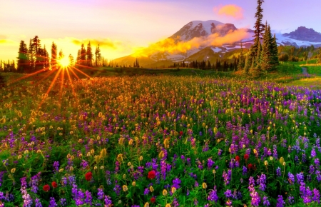 Sunset over the Meadow - Sunset, Nature, Flowers, Meadow