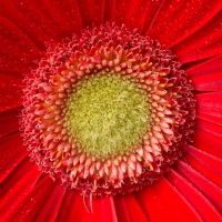 Red Gerbera