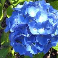 Sunlight on Hydrangea