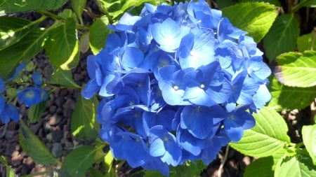 Sunlight on Hydrangea - flowers, sunlight, summer, blue, garden, spring, photo, hydrangea