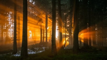 Sunset in the Woods - trees, sunset, beams, sunrise, forest, light, woods