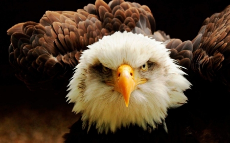 eagle - prey, birds, eagles, wings