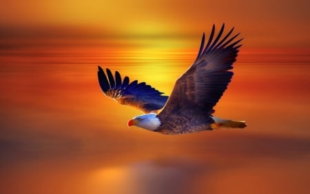 eagle flying