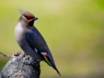 WAXWING