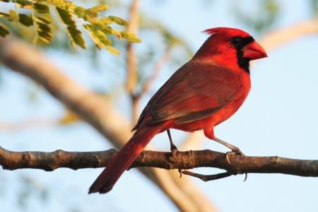 CARDINAL - LIMBS, WINGS, FEATHERS, LEAVES