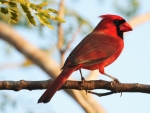 CARDINAL