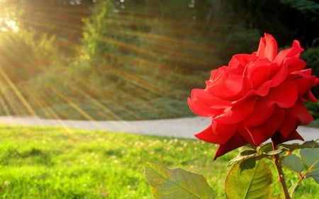 ROSE - leaves, petals, colors, rays