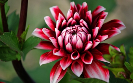 DAHLIA - leaves, petals, nature, stem