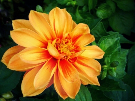 DAHLIA - leaves, orange, petals, green