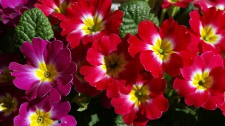 PETUNIAS - leaves, petals, nature, colors