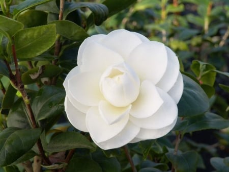 CAMELLIA - leaves, stems, petals, colors