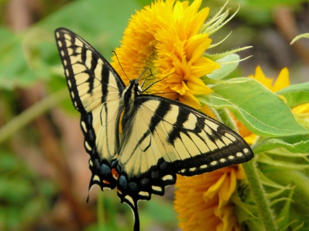 MONARCH - flowers, wings, leaves, petals